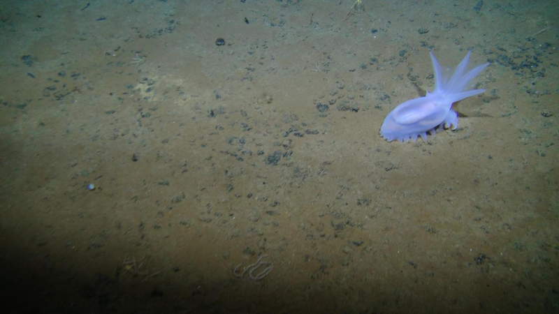 An Amperima holothurian sea cucumber in a bed of manganese nodules. Image: Diva Amon and Craig Smith, University of Hawai’i at Mānoa
